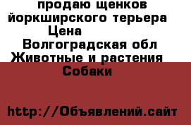 продаю щенков йоркширского терьера › Цена ­ 11 000 - Волгоградская обл. Животные и растения » Собаки   